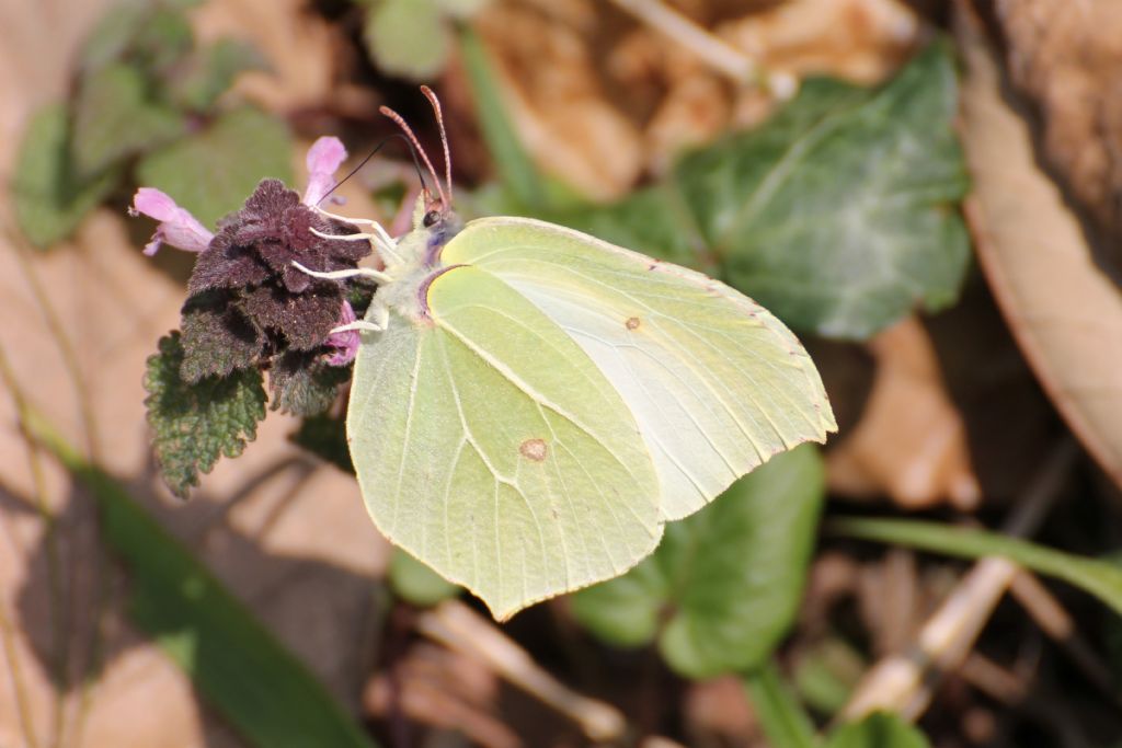 Gonepteryx rhamni maschio e femmina